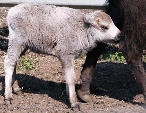 Picture 7 of Some deformed animals