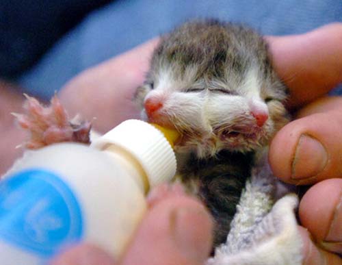 Picture 9 of Some deformed animals