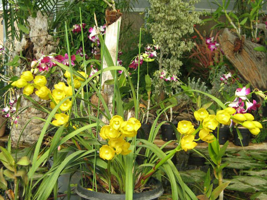 Picture 2 of Some experience growing orchids