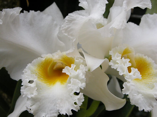 Picture 3 of Some experience growing orchids