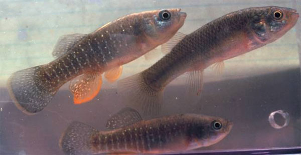 Picture 3 of Some fish species live in the harshest place on earth