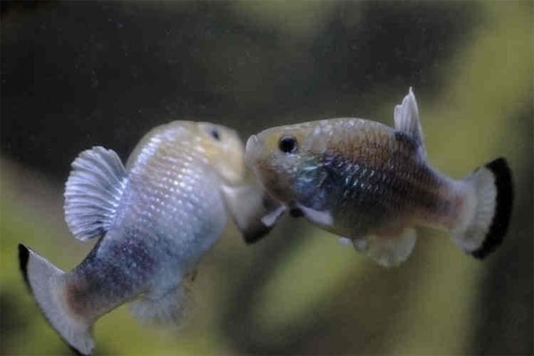 Picture 4 of Some fish species live in the harshest place on earth