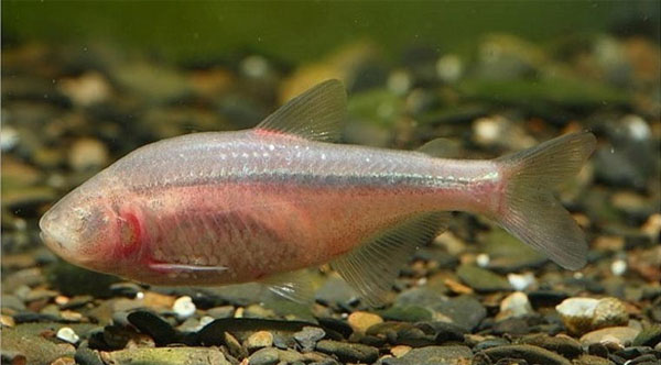 Picture 5 of Some fish species live in the harshest place on earth
