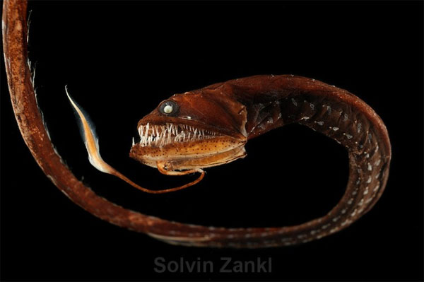 Picture 6 of Some fish species live in the harshest place on earth