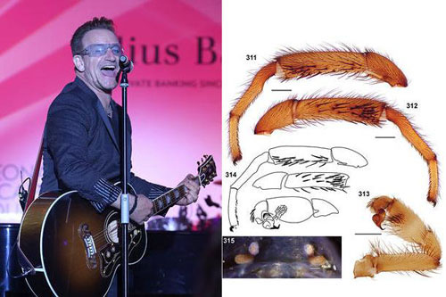 Picture 6 of Some insects are named after celebrities
