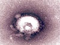 Picture 1 of Some insights about bird flu and Tamiflu (oseltamivir)