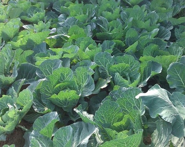 Picture 1 of Some mistakes in susceptible eating
