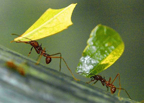 Picture 4 of Some similarities between ants and people we don't know yet