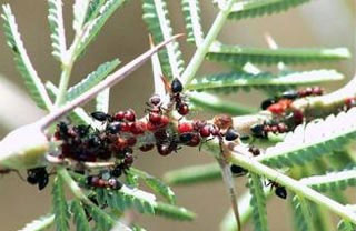 Picture 5 of Some similarities between ants and people we don't know yet