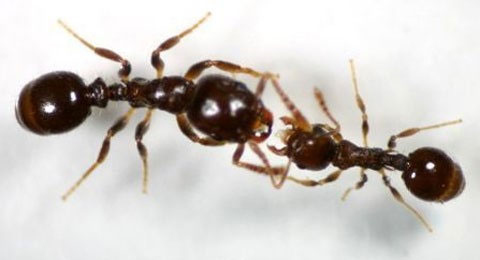 Picture 7 of Some similarities between ants and people we don't know yet