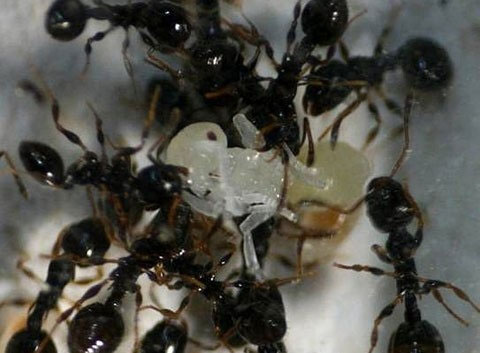 Picture 8 of Some similarities between ants and people we don't know yet