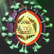 Picture 2 of Some understanding of viral hepatitis