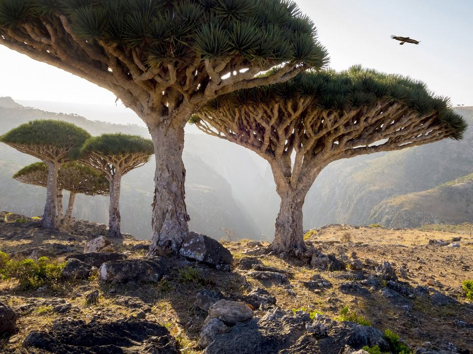 Picture 8 of Son Doong Cave has a surreal beauty scene on earth