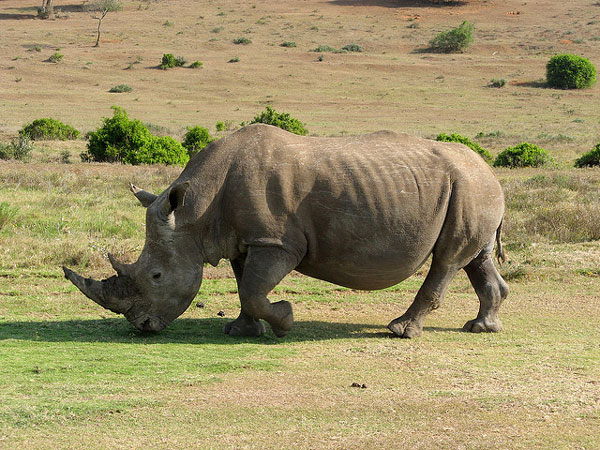 Picture 1 of South Africa combats rhino poaching with chips and DNA