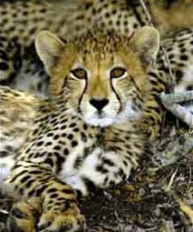 Picture 1 of South Africa: Leopard spawns a litter of 6 children