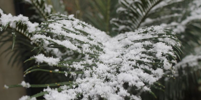 Picture 3 of South Africans are busy catching the rare snow
