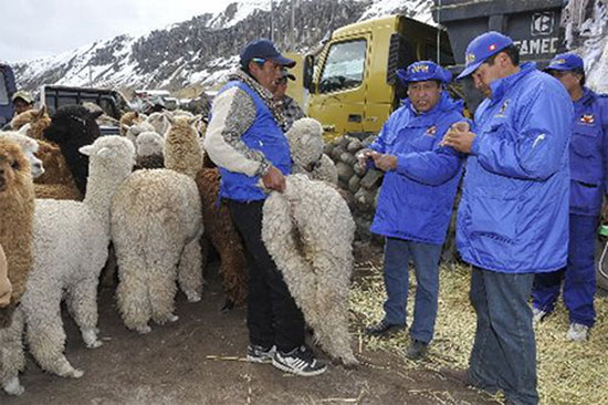 Picture 1 of South America suffered the worst cold spell in the past decade