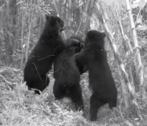 Picture 1 of South American bears hate being photographed