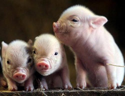 Picture 1 of South Korea cloned pigs for organ transplantation