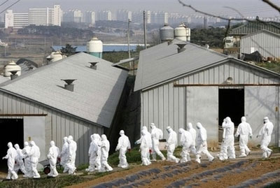 Picture 1 of South Korea: Early bird flu, all poultry in Seoul were killed