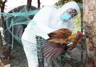 Picture 2 of South Korea: Early bird flu, all poultry in Seoul were killed