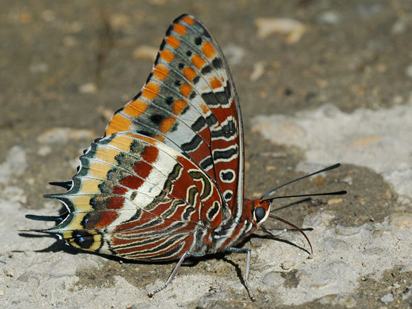 Picture 5 of Southeast Asia - 'hot spot' extinct