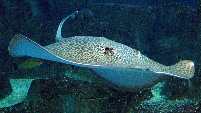 Picture 8 of Southeast Asia - 'hot spot' extinct