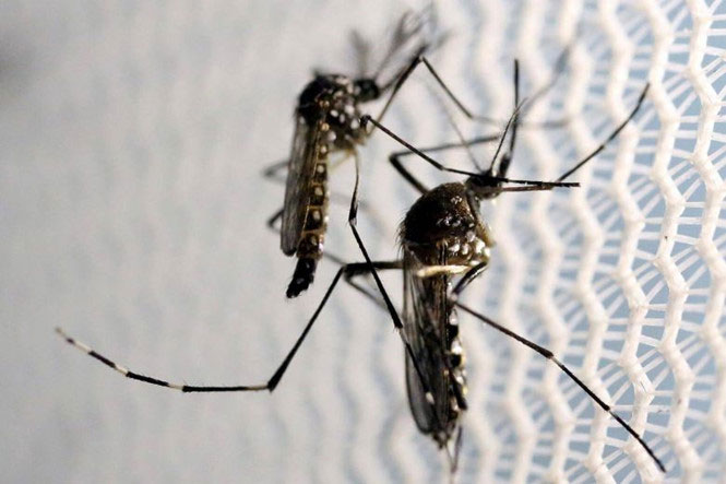 Picture 1 of Southeast Asia is afraid of drug-resistant malaria
