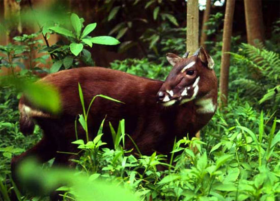 Picture 1 of Southeast Asian ungulate animals are on the verge of extinction