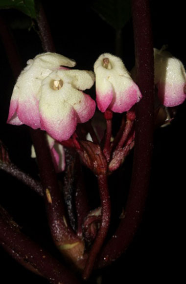 Picture 1 of Southern Institute of Ecology discovered new genus