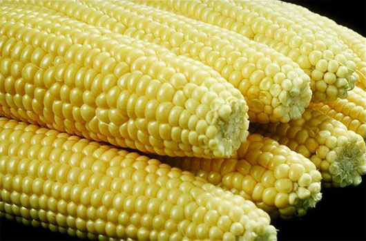 Picture 1 of Spain saved nearly 200 million euros thanks to genetically modified corn
