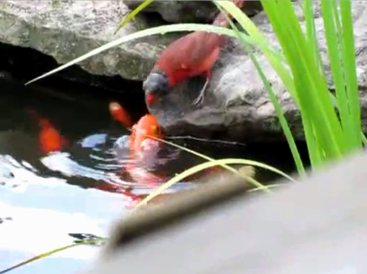 Picture 1 of Sparrows feed on goldfish