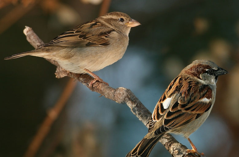 Picture 1 of Sparrows recognize the pathogen