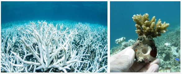 Picture 3 of Spawning coral: Great product of nature!