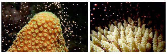Picture 4 of Spawning coral: Great product of nature!