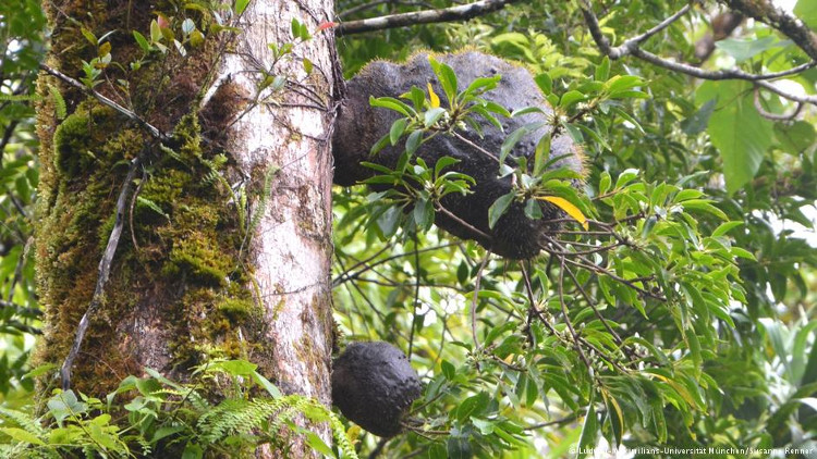 Picture 2 of Special ants plant trees to nest on Fiji island