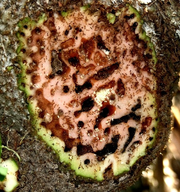 Picture 3 of Special ants plant trees to nest on Fiji island