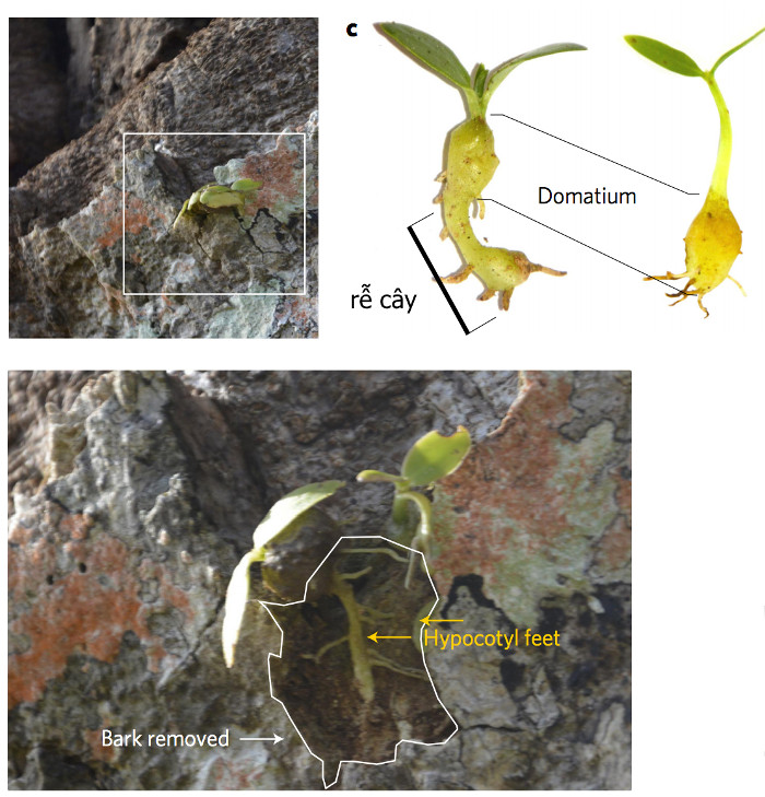 Picture 4 of Special ants plant trees to nest on Fiji island