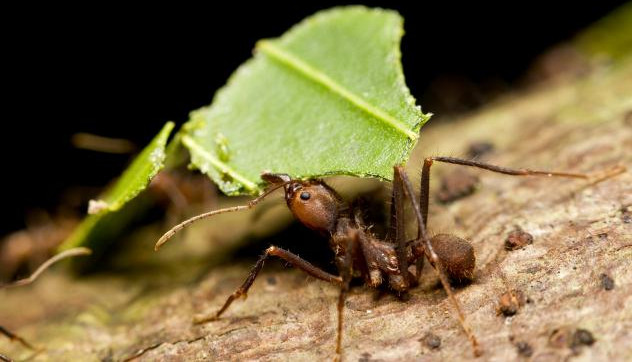 Picture 5 of Special ants plant trees to nest on Fiji island