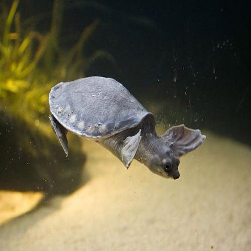 Picture 11 of Special 'fossilized' animals