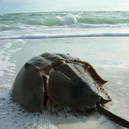 Picture 12 of Special 'fossilized' animals