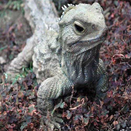 Picture 3 of Special 'fossilized' animals