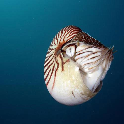 Picture 4 of Special 'fossilized' animals
