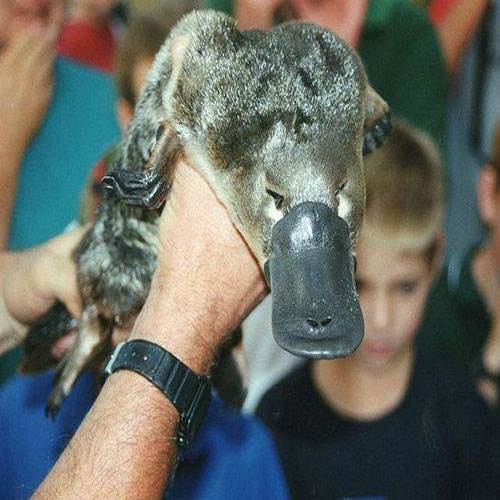Picture 6 of Special 'fossilized' animals