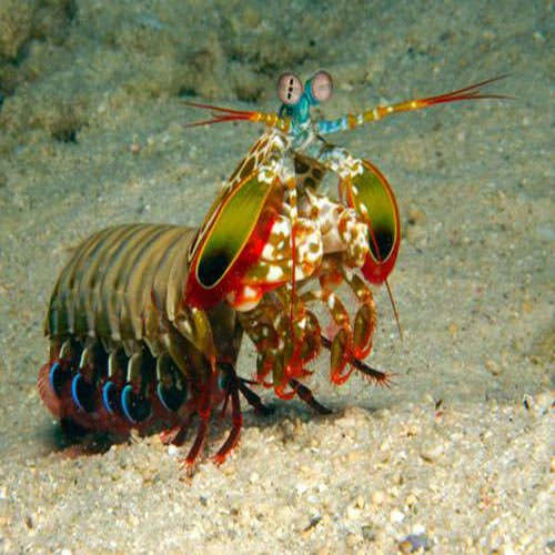 Picture 7 of Special 'fossilized' animals