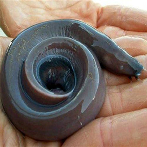 Picture 8 of Special 'fossilized' animals