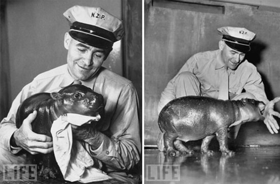 Picture 1 of Special pets have been raised in the White House