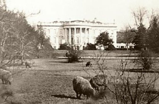 Picture 2 of Special pets have been raised in the White House