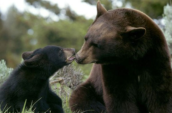 Picture 5 of Special pets have been raised in the White House