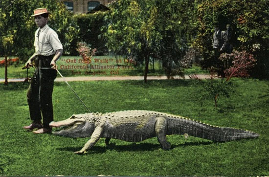Picture 6 of Special pets have been raised in the White House
